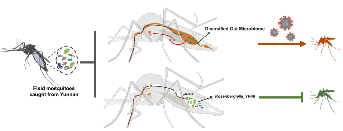20240419- Rosenbergiella_YN46菌通过分泌RyGDH因子重塑蚊虫肠道微环境，抑制吸血蚊虫感染并传播病毒-程功-科研成果.png